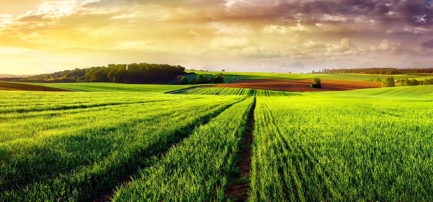 Feld_Landschaft