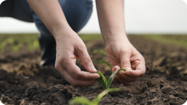 Schutz von Ökosystemen mit hohem Artenreichtum oder Kohlenstoffbestand