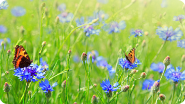 Anwendung guter landwirtschaftlichen Praktiken