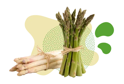 Spargelbund